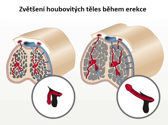 jak funguje erekce