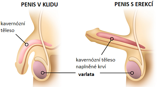 Vydrz a erekcia penisu